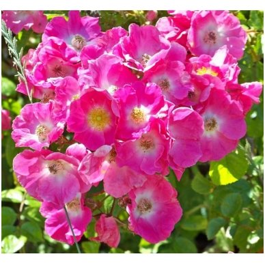 Rožė prerijų vijoklinė C5 3