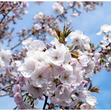 Prunus 'Sunset Boulevard' C10 Prunus 'Sunset Boulevard' C10