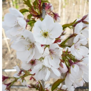 Japanese cherry 'Sunset Boulevard', C20 Japanese cherry 'Sunset Boulevard', C20
