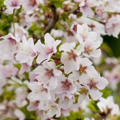 Japanese cherry 'Kojou-no-mai' C5 Japanese cherry 'Kojou-no-mai' C5