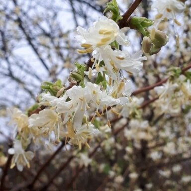 Sausmedis purpusii 'Winter Beauty' C5