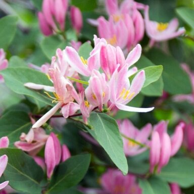 Sausmedis totorinis 'Rosea' C5