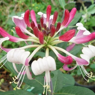 Sausmedis vijoklinis 'Serotina' C5