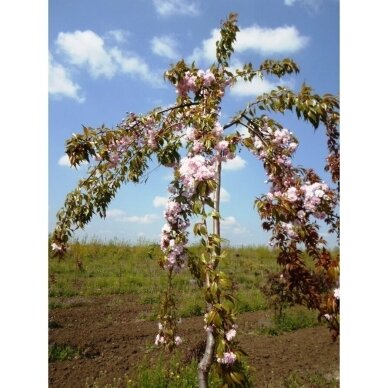 Japanese cherry 'Kiku-shidare-zakura' C20 1