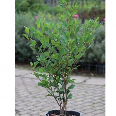 Alder buckthorn 'Minaret' C10 1 Alder buckthorn 'Minaret' C10 1