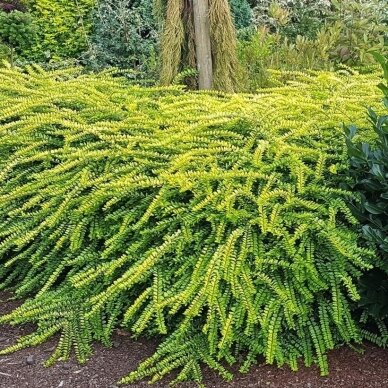 Sausmedis blizgusis 'Golden Glow' C1-2 Sausmedis blizgusis 'Golden Glow' C1-2