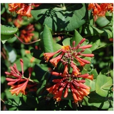 Sausmedis Brauno 'Dropmore Scarlet' C5 Sausmedis Brauno 'Dropmore Scarlet' C5