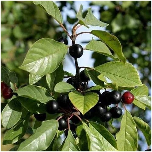 Alder buckthorn 'Minaret' C10 Alder buckthorn 'Minaret' C10