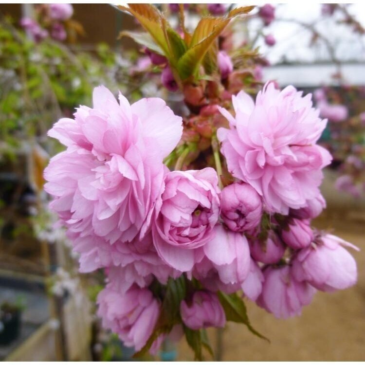 Japanese cherry 'Kiku-shidare-zakura' C20 Japanese cherry 'Kiku-shidare-zakura' C20