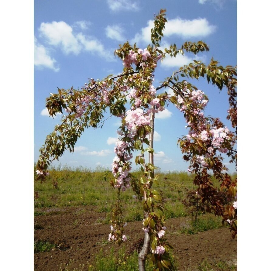 Japanese cherry 'Kiku-shidare-zakura' C20 1 Japanese cherry 'Kiku-shidare-zakura' C20 1