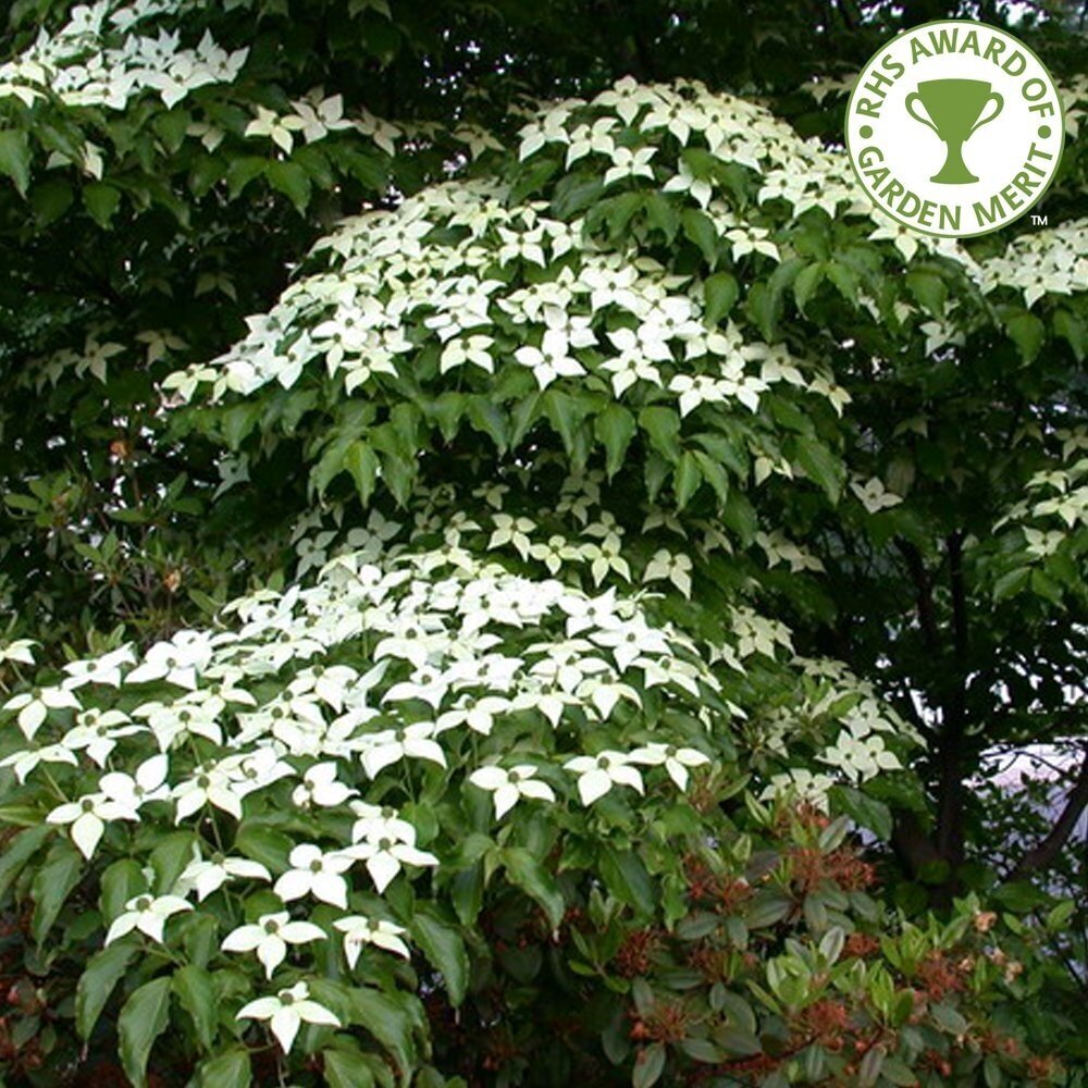 Chinese Dogwood C6 1