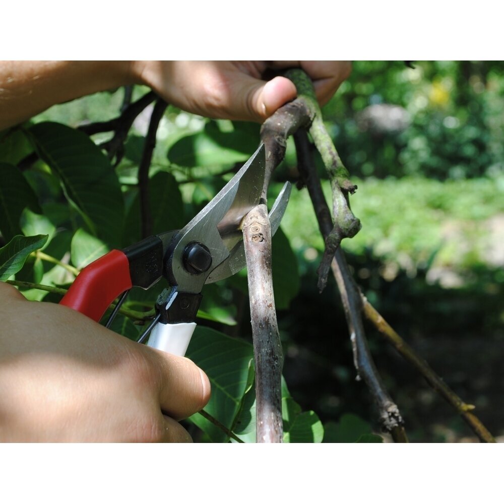 Secateurs 103 OKATSUNE (M) 1