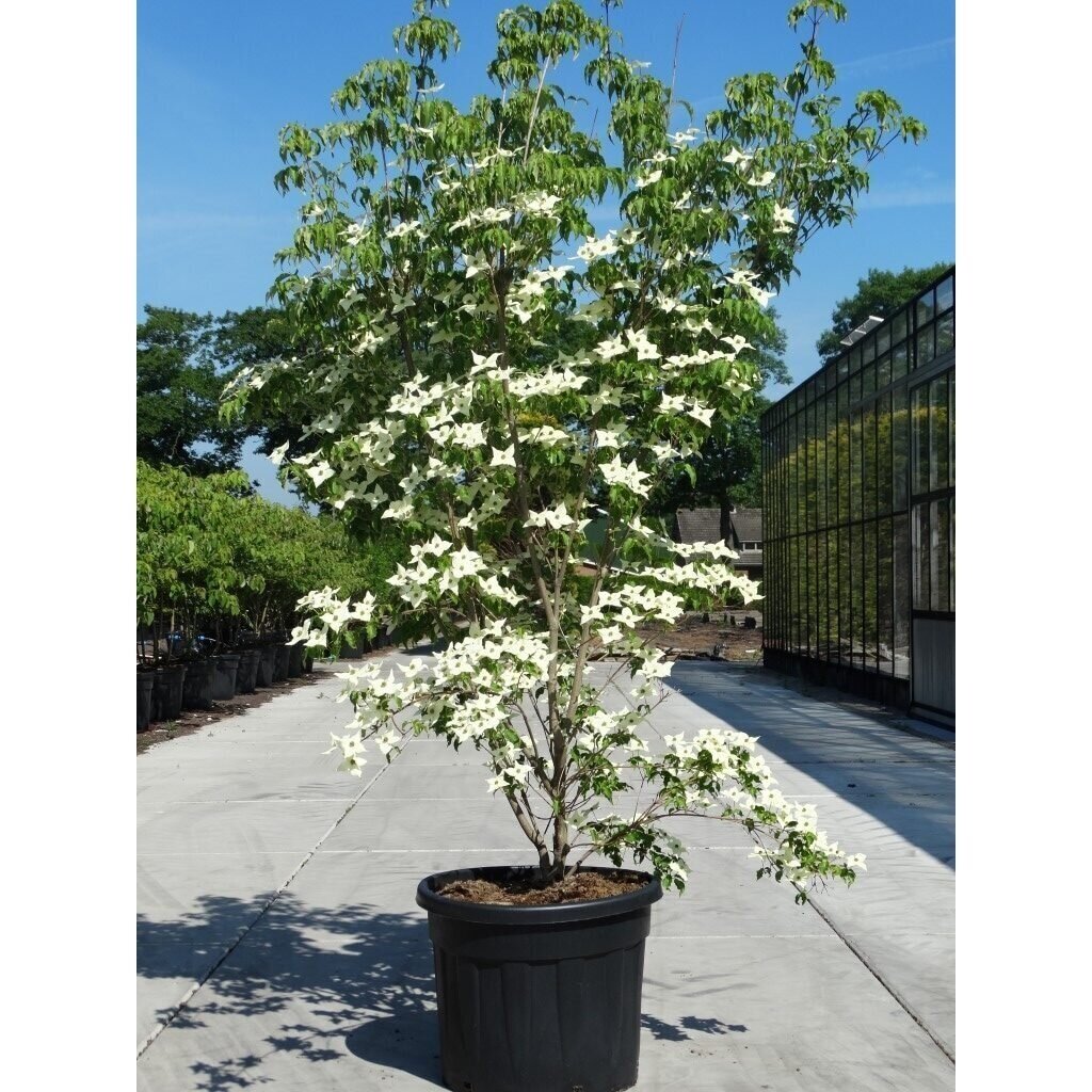 Korean dogwood 'WEISSE FONTAINE' C10 1