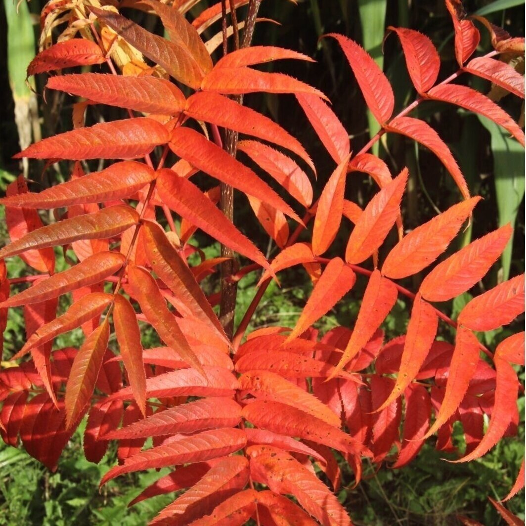 Rowan 'Dodong' C5 1