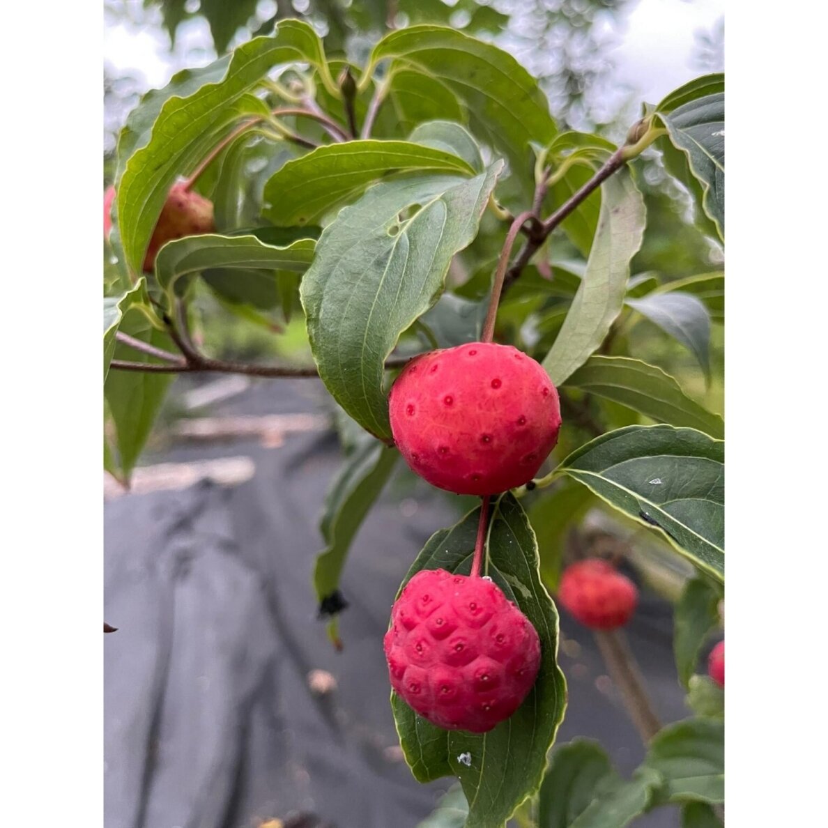 Korean dogwood 'CHINA GIRL' C20 1 Korean dogwood 'CHINA GIRL' C20 1