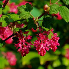 'King Edward VII' Red Flowering Currant