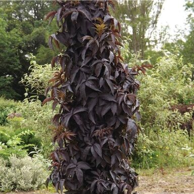 Šeivamedis juoduogis 'Black Tower ®' C5