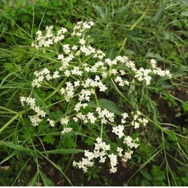Šeivamedis juoduogis 'Linearis', C2