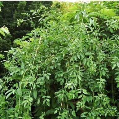 Šeivamedis juoduogis 'Pendula' C2