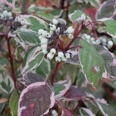 Variegated tartarian dogwood 'SIBIRICA VARIEGATA' C5 1 Variegated tartarian dogwood 'SIBIRICA VARIEGATA' C5 1