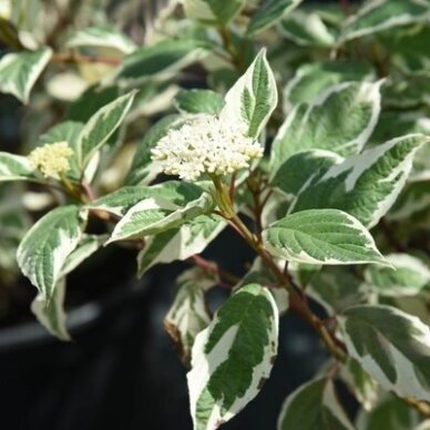 Variegated tartarian dogwood 'SIBIRICA VARIEGATA' C5 Variegated tartarian dogwood 'SIBIRICA VARIEGATA' C5
