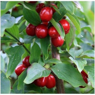 Cornelian cherry C5 4