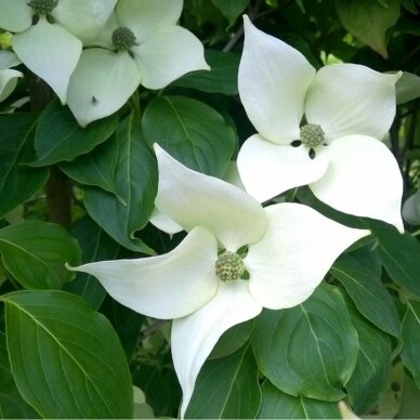 Korean dogwood 'CHINA GIRL' C20 Korean dogwood 'CHINA GIRL' C20