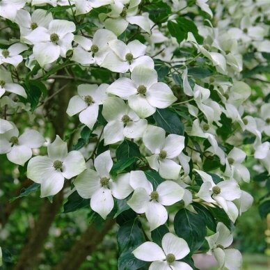 Chinese Dogwood C6