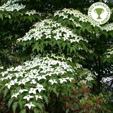 Chinese Dogwood C6 1 Chinese Dogwood C6 1