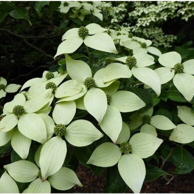 Korean dogwood 'MILKY WAY' C10