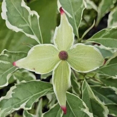 Korean dogwood 'Shira-yuki' C5 1