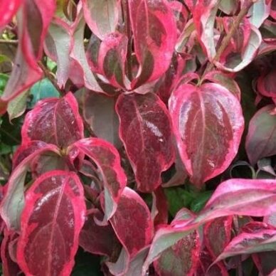 Korean dogwood 'Shira-yuki' C5