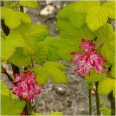 Red-flowering currant 'Brianjou' C10