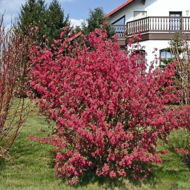 Red Flowering Currant 'King Edward VII' C2 1 Red Flowering Currant 'King Edward VII' C2 1