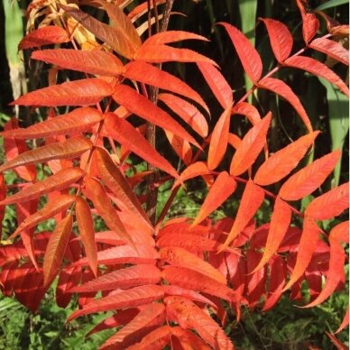 Rowan 'Dodong' C5 1