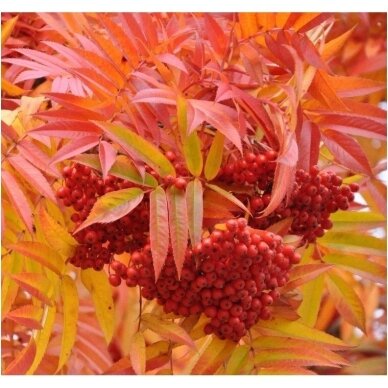 Rowan 'Dodong' C5