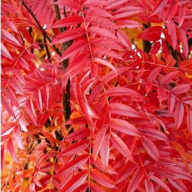 Japanese Sorbus, C2