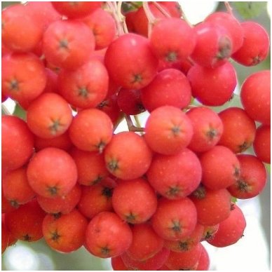 Šermukšnis valgomasis 'Kubovaja' C10 Šermukšnis valgomasis 'Kubovaja' C10