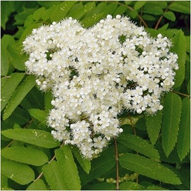 Šermukšnis paprastasis C20 2 Šermukšnis paprastasis C20 2