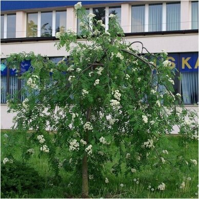 Šermukšnis paprastasis 'Pendula' C20 Šermukšnis paprastasis 'Pendula' C20