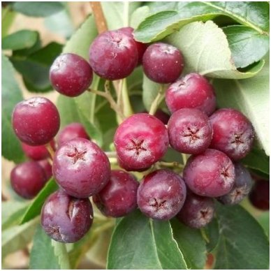 Šermukšnis valgomasis 'Rubinovaja' C10 Šermukšnis valgomasis 'Rubinovaja' C10