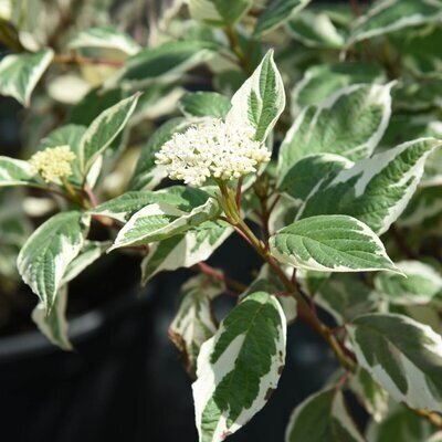 Variegated tartarian dogwood 'SIBIRICA VARIEGATA' C5 Variegated tartarian dogwood 'SIBIRICA VARIEGATA' C5