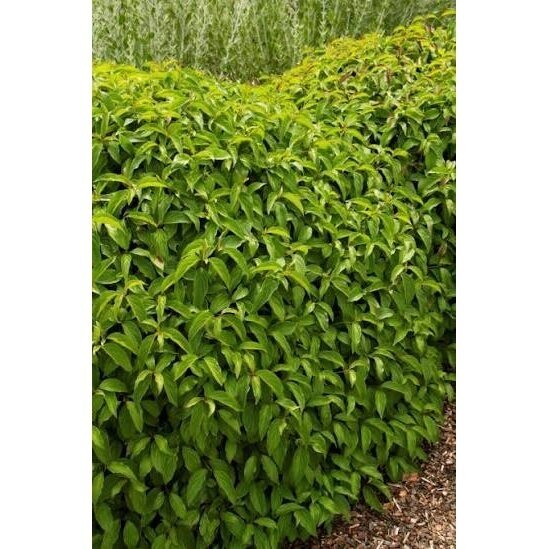 Dogwood 'Kelseyi' C5 Dogwood 'Kelseyi' C5