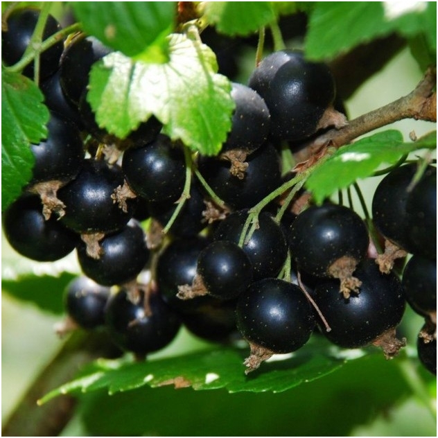 Blackcurrant 'Titania' C5 Blackcurrant 'Titania' C5