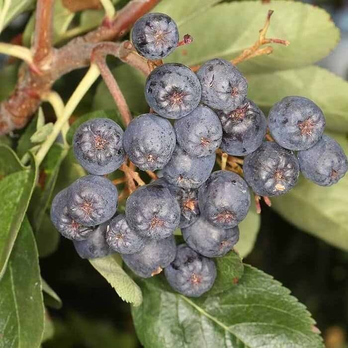 Šermukšnis BLACK RUBY 'Czarne Rubiny' C10