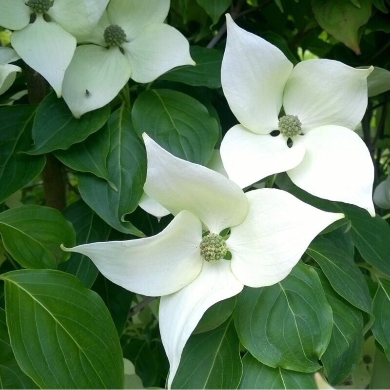 Korean dogwood 'CHINA GIRL' C20