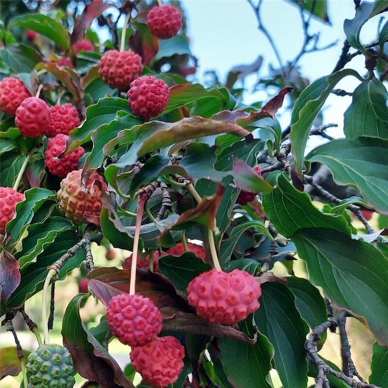 Korean dogwood 'MILKY WAY' C10 1