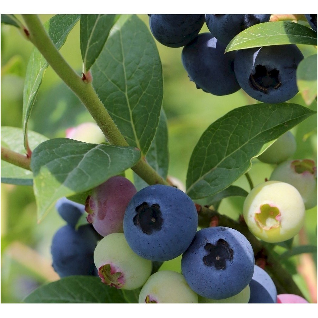 Blue huckleberry 'Nelson' C5 1