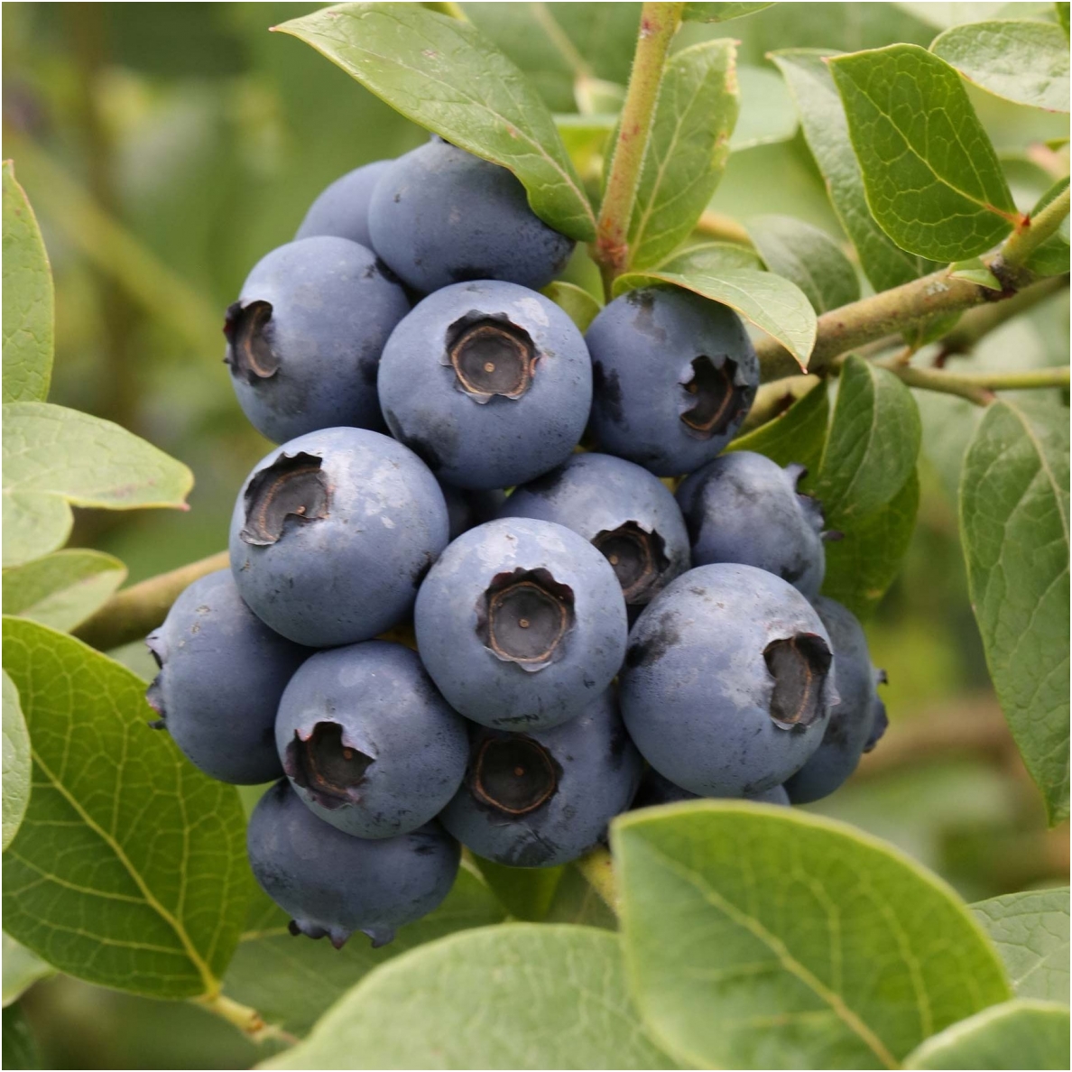 Blue huckleberry 'Sierra' C5 Blue huckleberry 'Sierra' C5