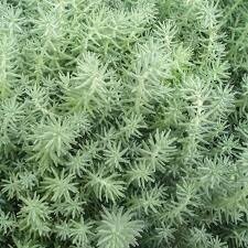 Reflexed stonecrop 'Silver', C2